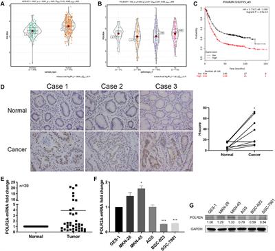 POLR2A Promotes the Proliferation of Gastric Cancer Cells by Advancing the Overall Cell Cycle Progression